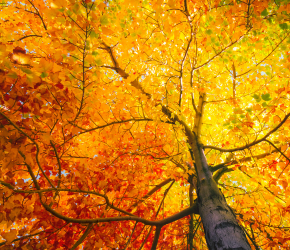 A tree with yellowing leaves.
