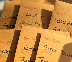 Yellow packets of various seeds.